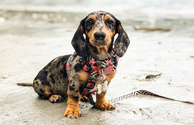 toy dapple dachshund