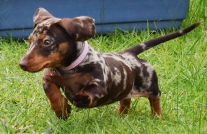 Dapple Dachshund - The Ultimate Secret Of Dapple Dachshund
