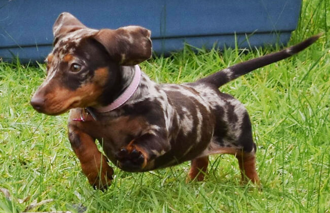 Dapple Dachshund dog puppy Photo