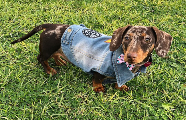 Dapple Dachshund puppy photo