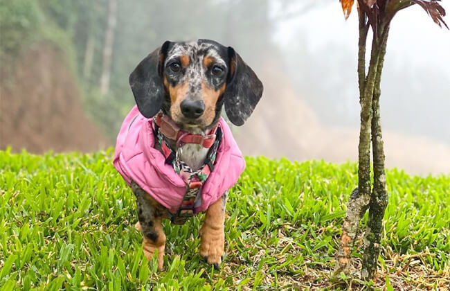 Dapple dachshund dog breeders photo