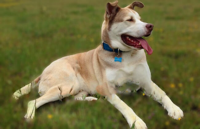 Husky pitbull mix