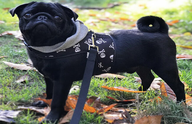 black pug puppy photo