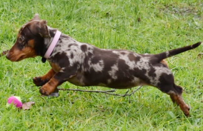 double dapple dachshund puppies for sale