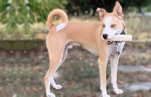 pitsky dogmal