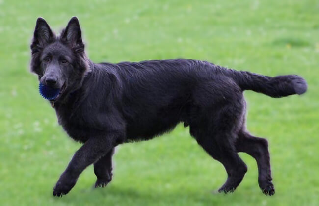 Blue-German-Shepherd-Photo