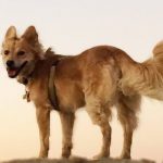 Coydog for sale