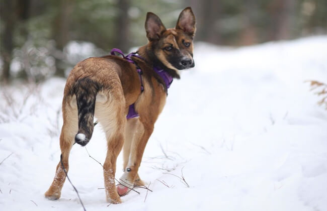 Coydog-photo