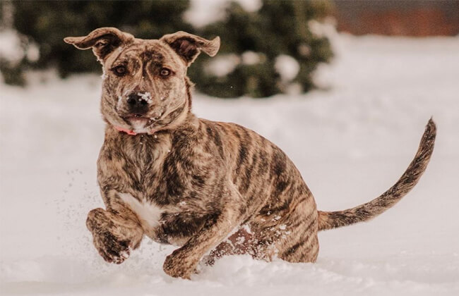 Cute German Shepherd Pitbull Mix photo