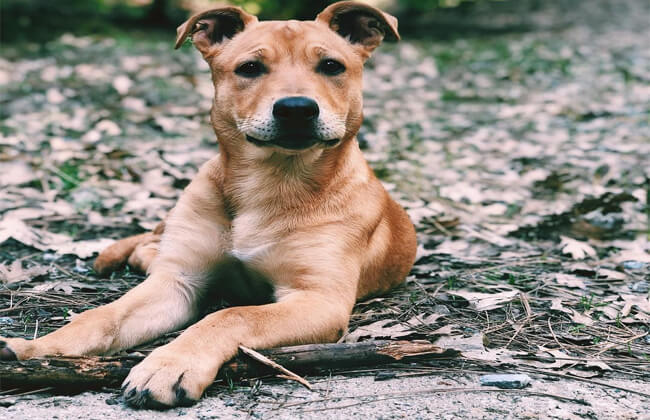 German Shepherd Pitbull Mix dog