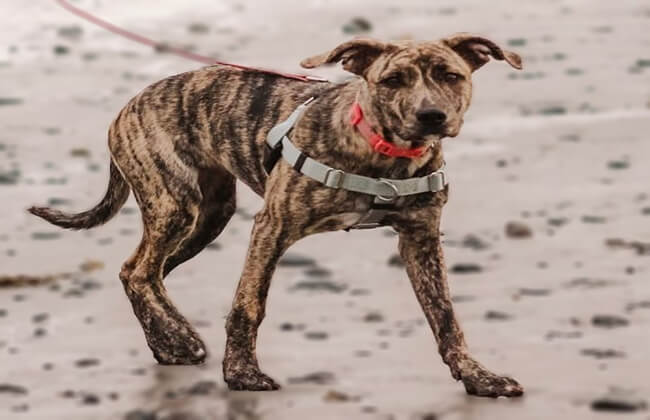 German Shepherd Pitbull Mix puppy photo