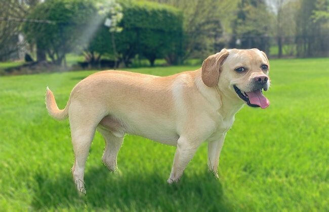 Puggle dog