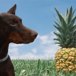Can Dogs Eat Pineapple