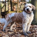 Saint Berdoodle dog photo