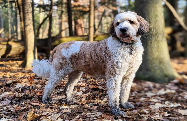 Saint Berdoodle dog photo