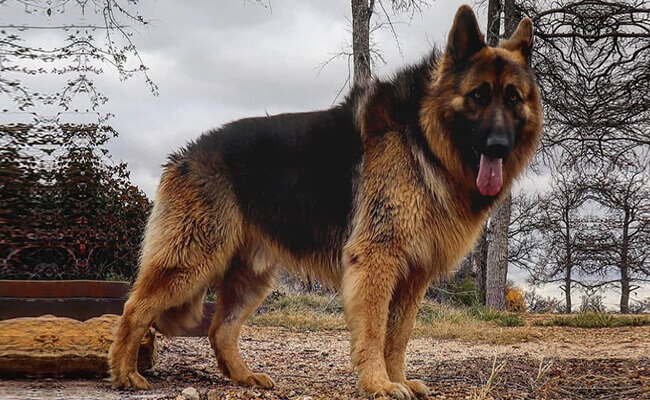 king shepherd poodle mix