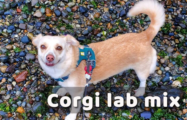 corgi lab mix