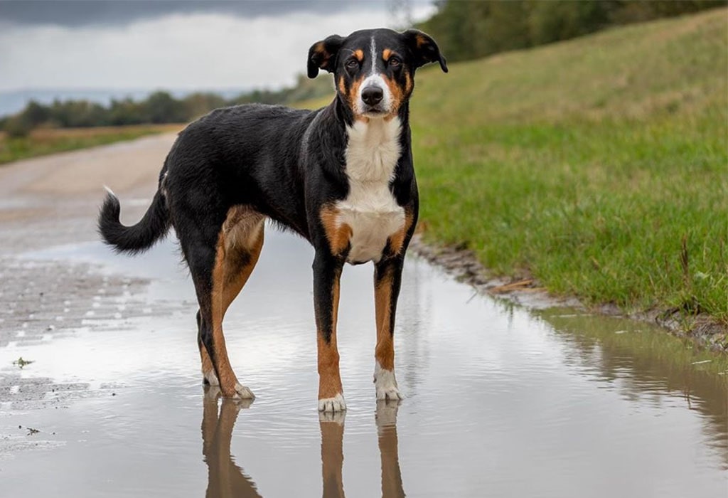 Appenzeller Sennenhund Dog