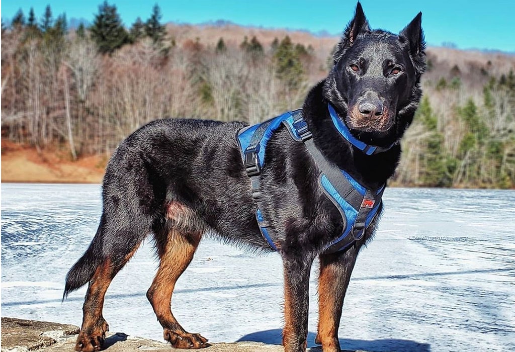 Beauceron Guard Dog