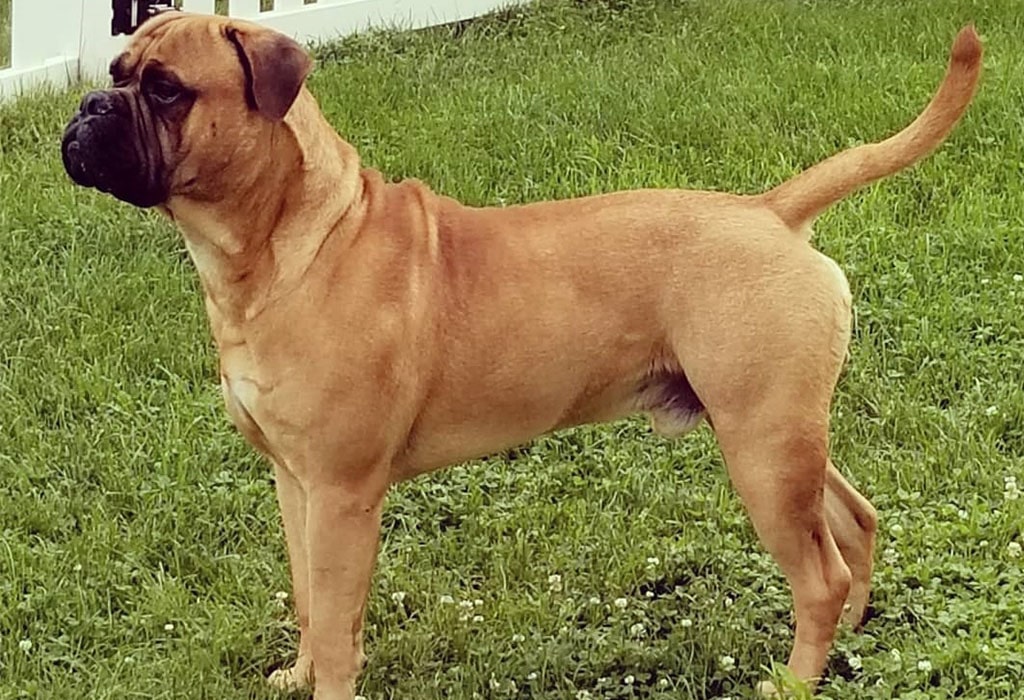 Bullmastiff Guard Dog