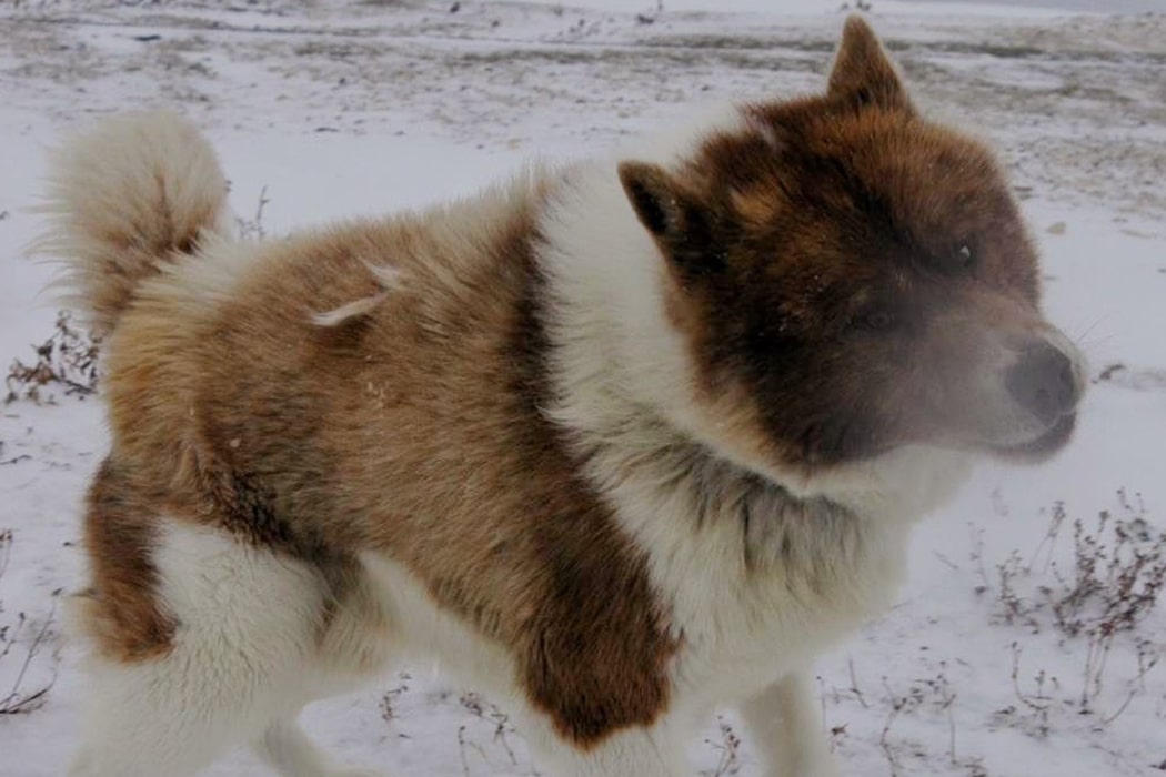 Canadian Eskimo Dog