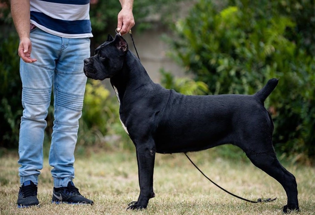 Cane Corso Guard Dog