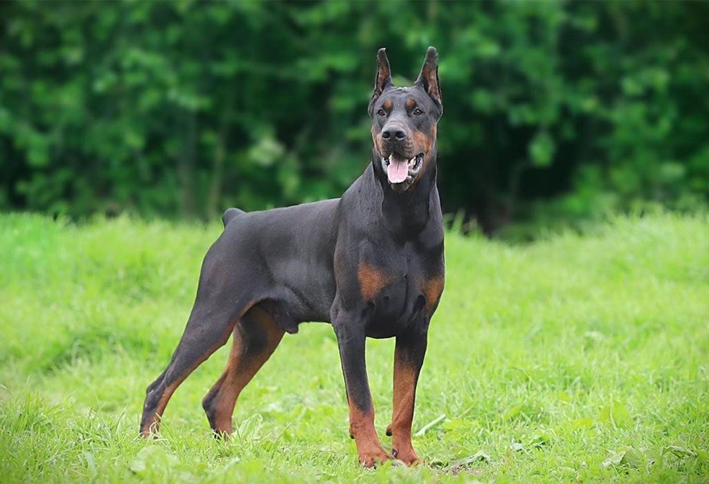 Doberman Pinscher Dog