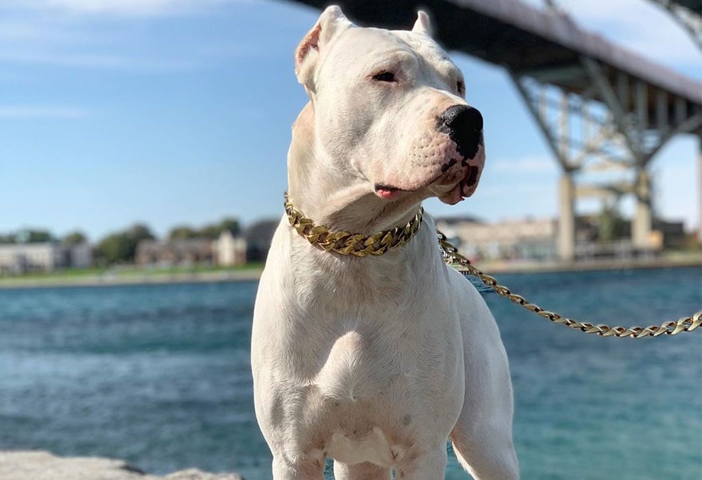 Dogo Argentino Guard Dog