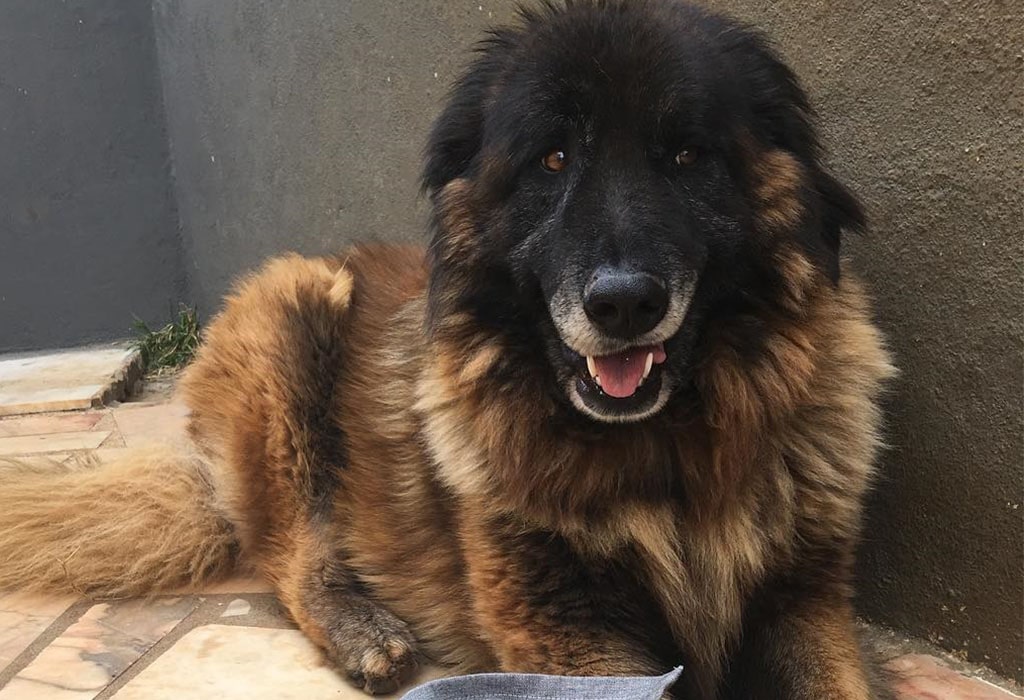 Estrela Mountain Dog