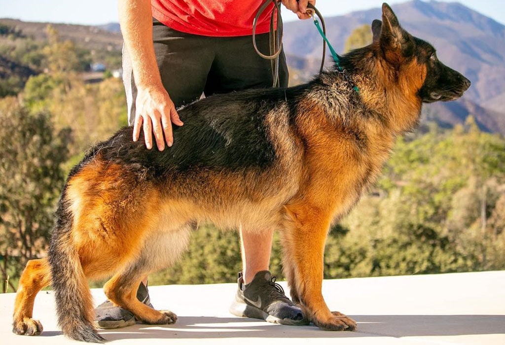 German Shepherd Guard Dog