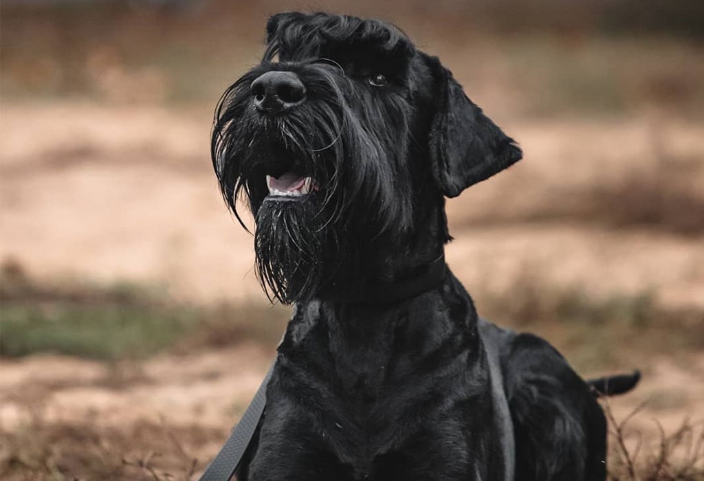 Giant Schnauzer Dog