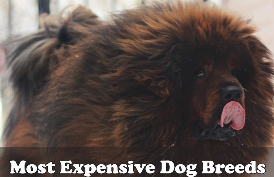 Most Expensive Dog Breeds to Buy