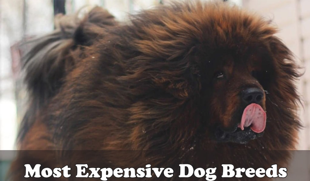Most Expensive Dog Breeds to Buy