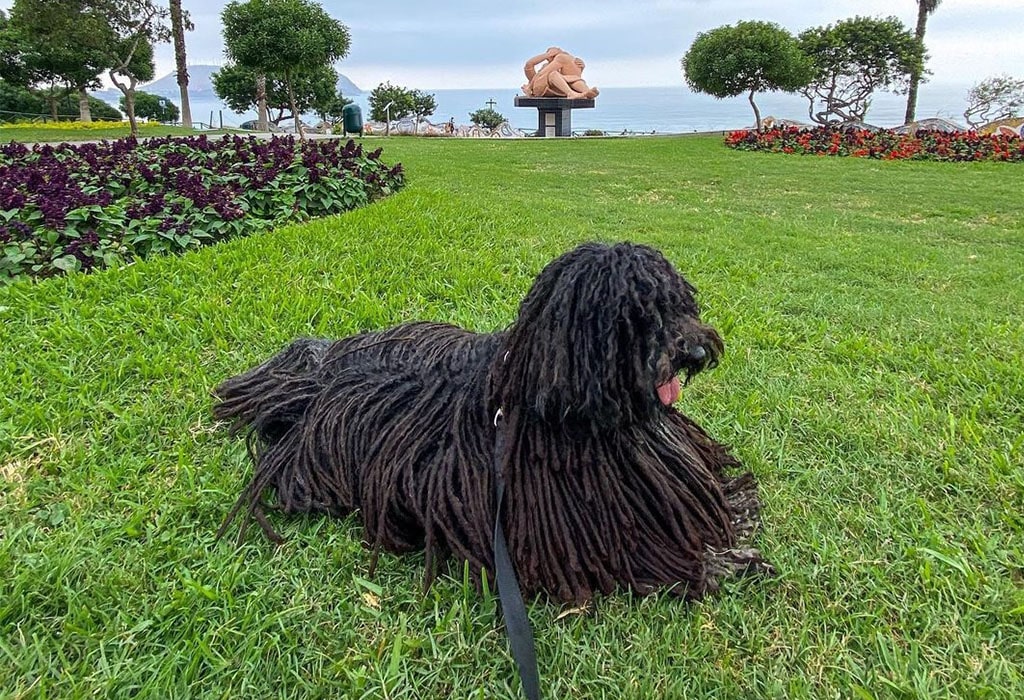 Puli Guard Dog