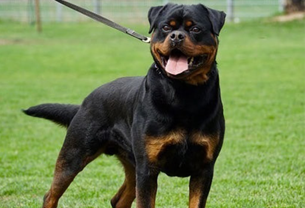 Rottweiler Guard Dog