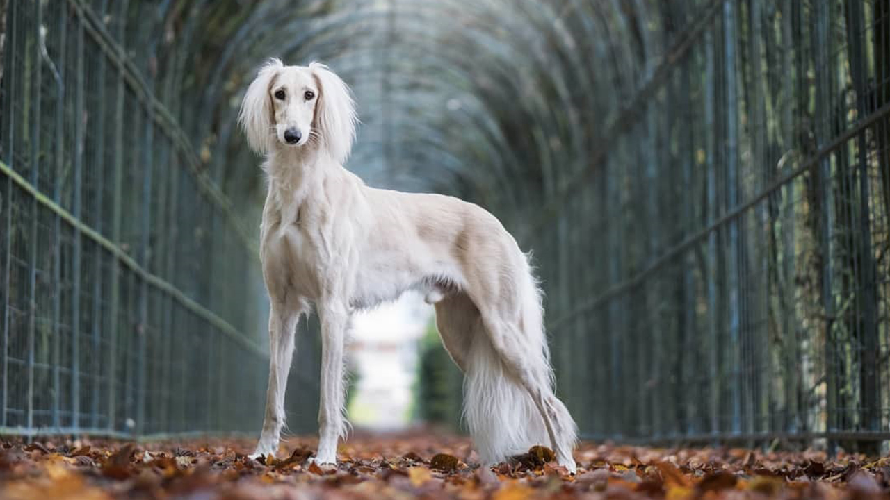 Saluki