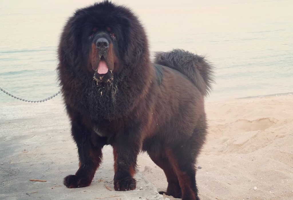 Tibetan Mastiff Dog