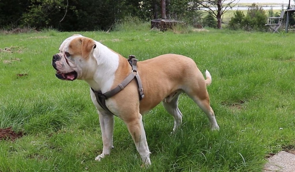 American Bulldog Near Lake