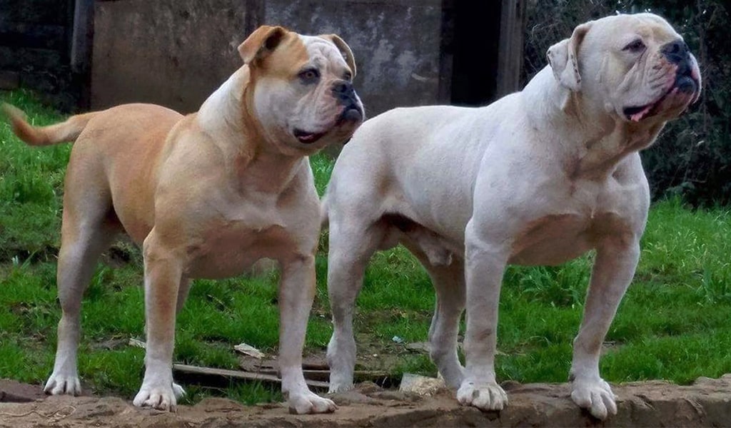 are american bulldogs good fighting dogs