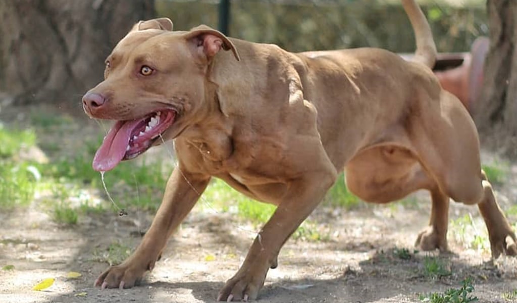 american pitbull terrier temperament