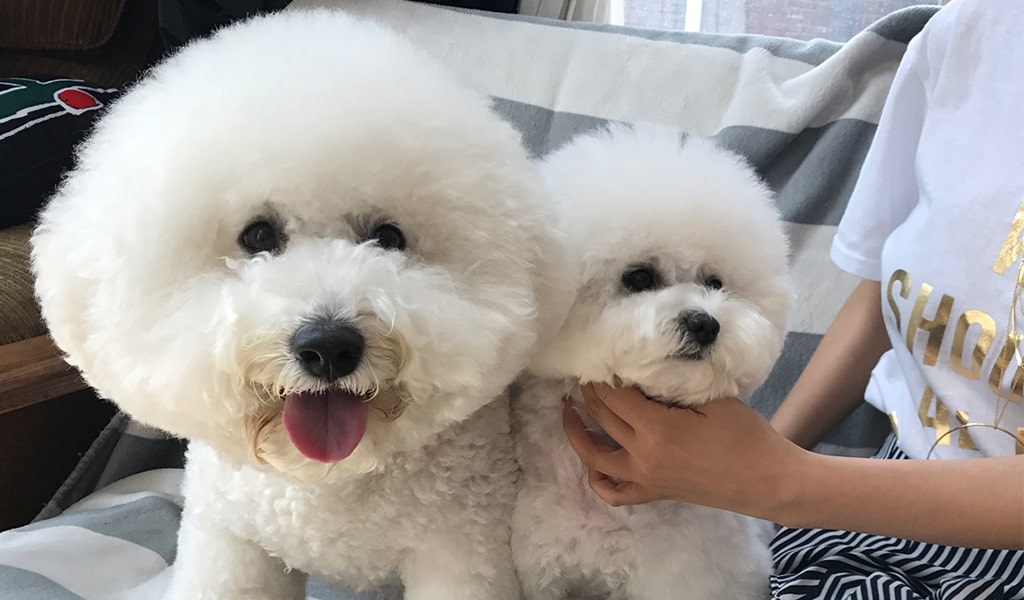 Bichon Frise