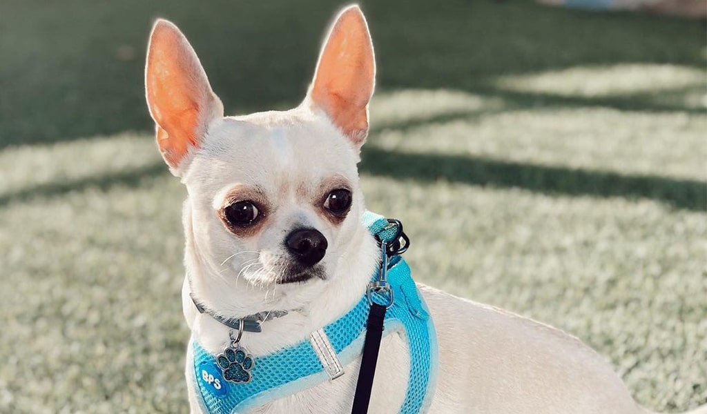 20 Small & Large White Dog Breeds (Short & Long Haired)