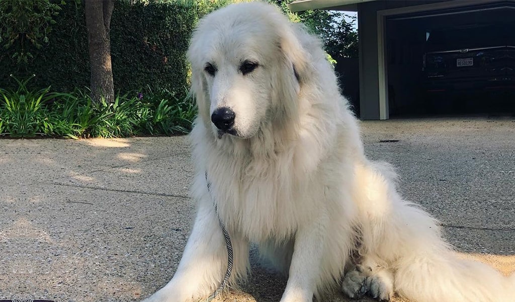 Great Pyrenees