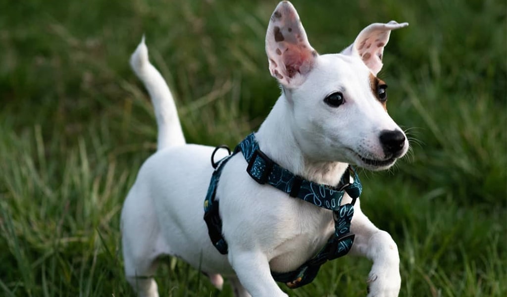 Jack Russell Terrier