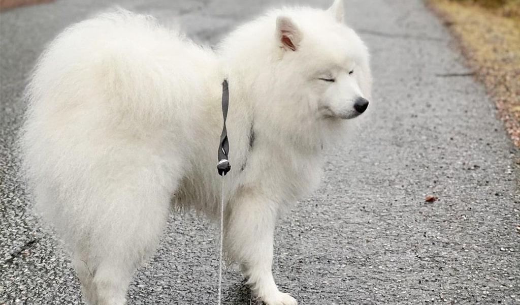 Japanese Spitz