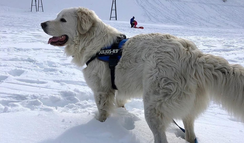 Maremma Sheepdog