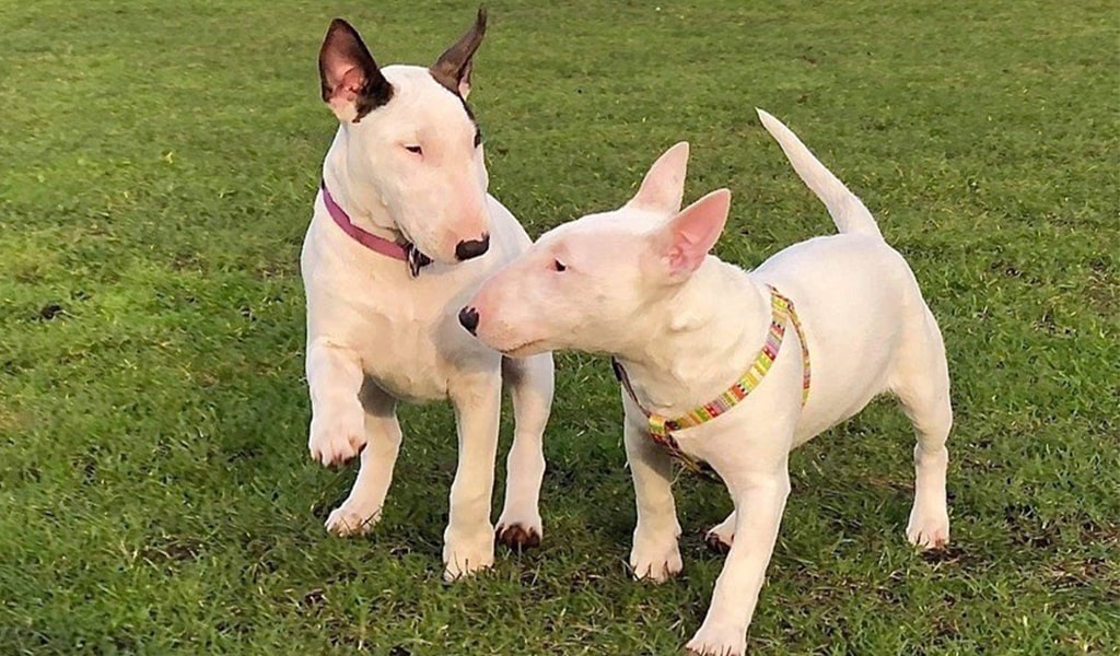 Miniature Bull Terrier