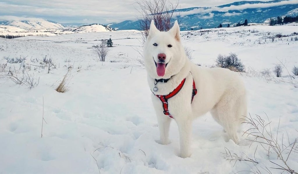 Siberian Husky