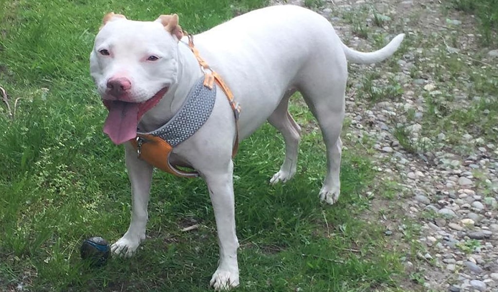 White American Pitbull Terrier