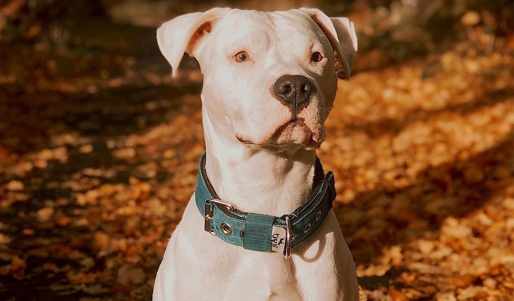 White American Staffordshire terrier